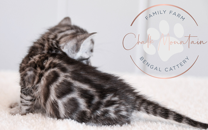 Bengal kitten for sale